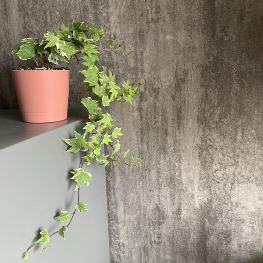 Плющ вариегатный Hedera Variegata в пыльно-розовом кашпо
