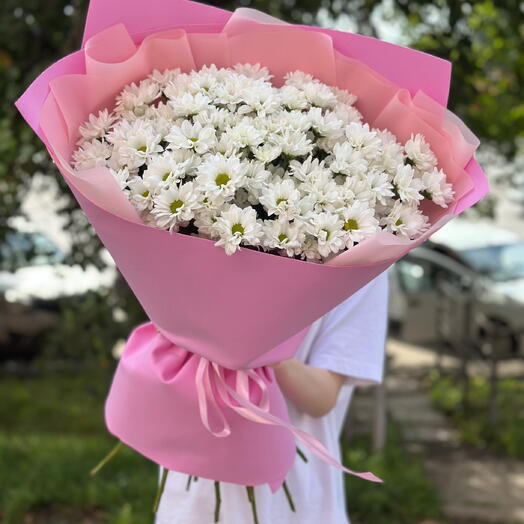 Хризантемы барби