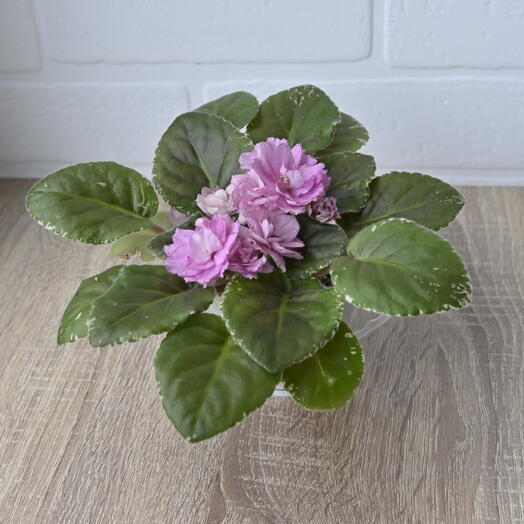 Фиалка сортовая Rebel s Rose Bud