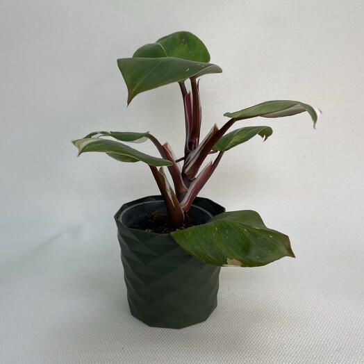 Филодендрон Белый рыцарь / Philodendron White Knight