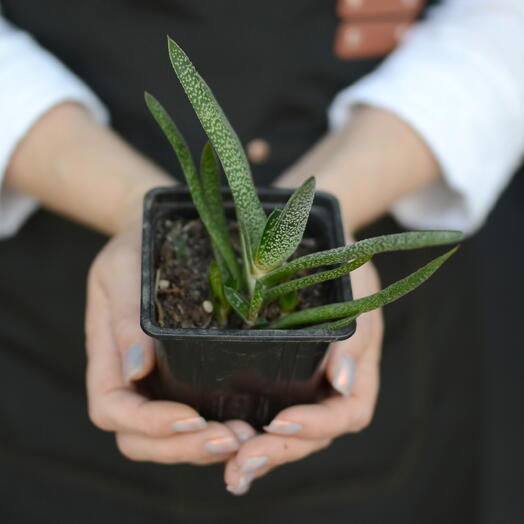 Гастерия (Gasteria)