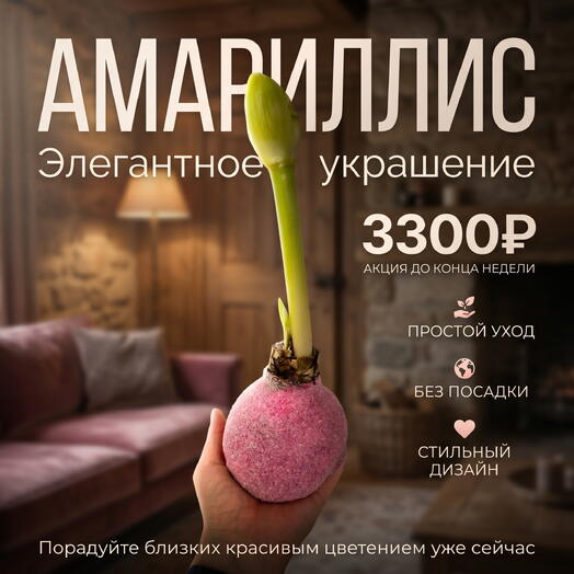 Луковица Амариллиса в воске «Сахарная вата»
