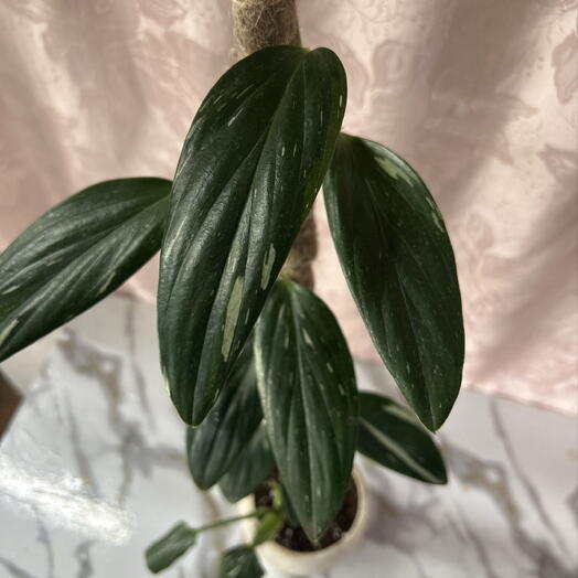 Филодендрон Кобра (Philodendron Cobra)