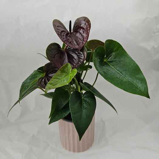 MIXPLANTS SPb