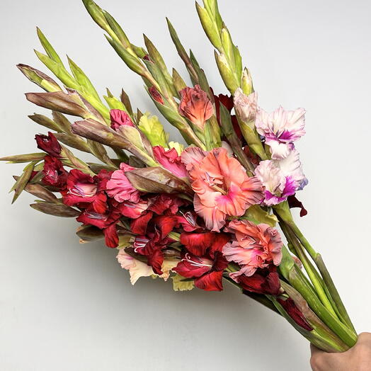 Букет из гладиолусов цвет микс 15 шт