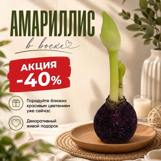 Луковица Амариллиса в воске «Винная искра»