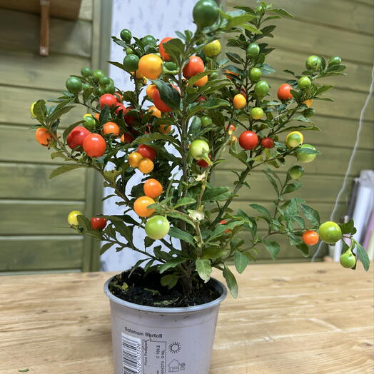 Pomnish?