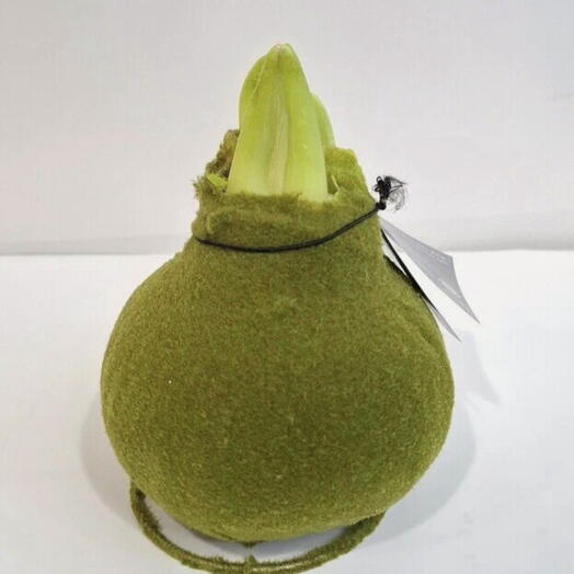 Амариллис бархатный «Green tea красный