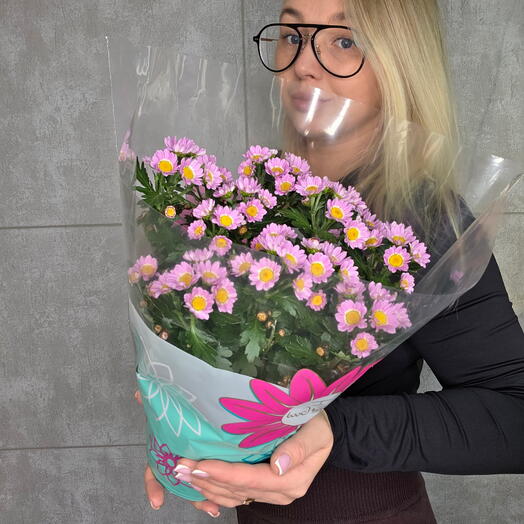 Хризантема в горшке🌸