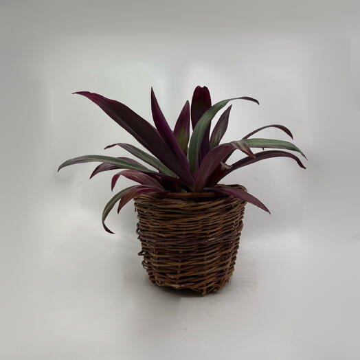 Традесканция Рео, традесканция покрывальчатая (Tradescantia spathacea) в кашпо из лозы