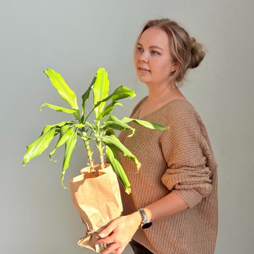 Драцена Джанет Линд (Dracaena fragrans ‘Janet Lind )