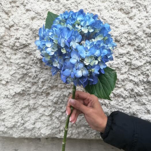 АКЦИЯ Гортензия Dark blue