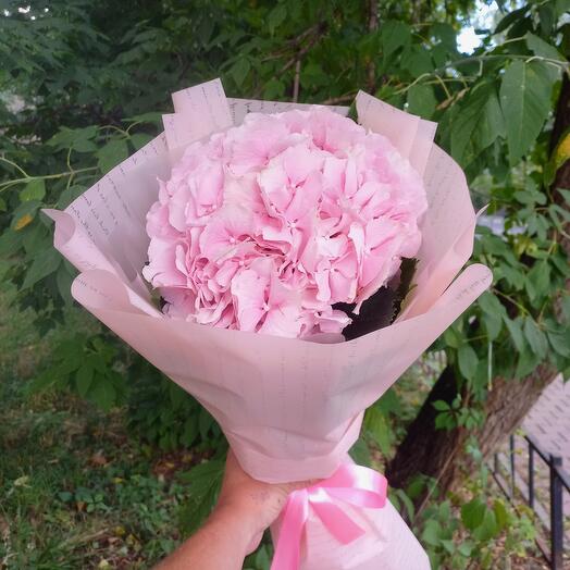 Hortensia rosa
