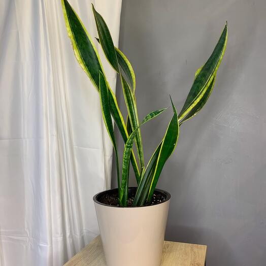 Sansevieria Laurenti
