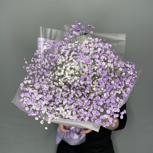 Gypsophila Mirabella