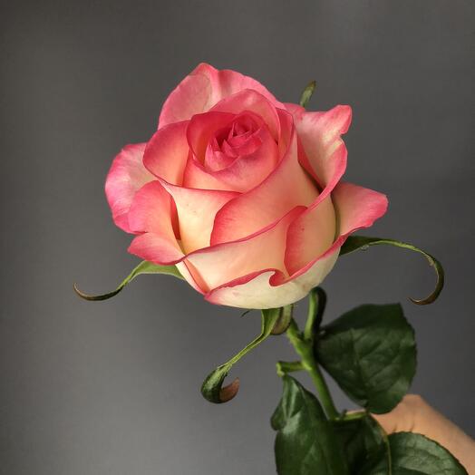 Rosa jumilia 60cm