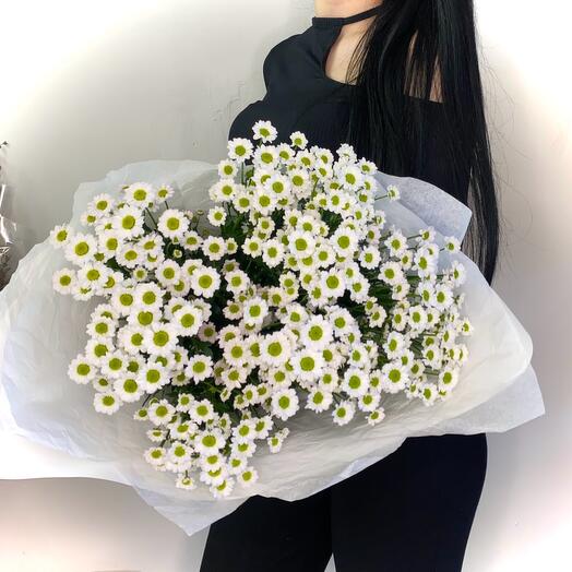 Bouquet of 11 snow-white santinias