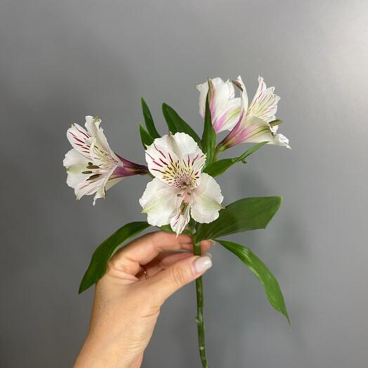 Alstroemeria is white