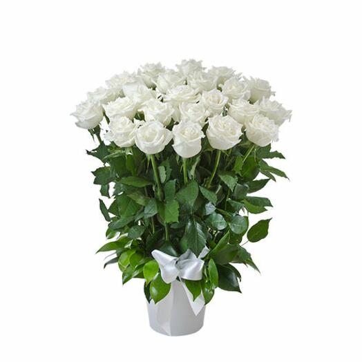25 white rose