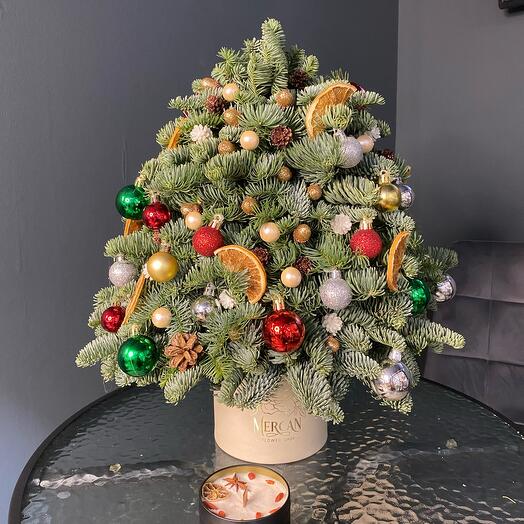 Живая елочка из Нобилиса