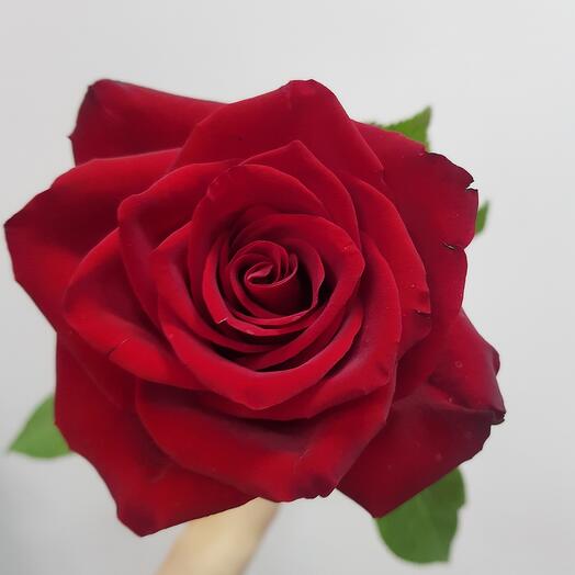 Роза красная