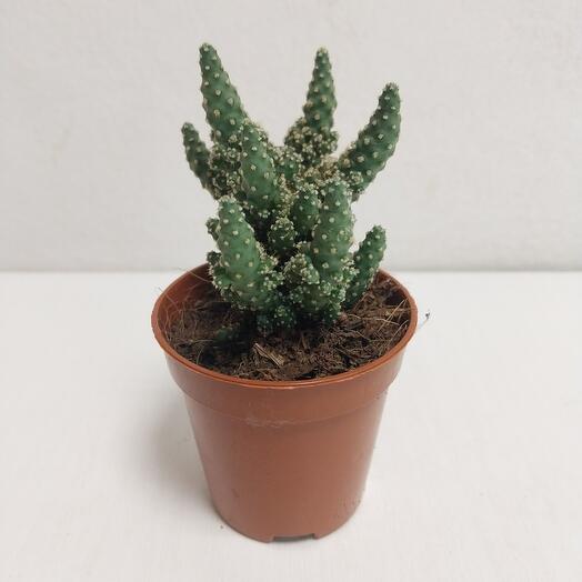 Кактус, 10 см