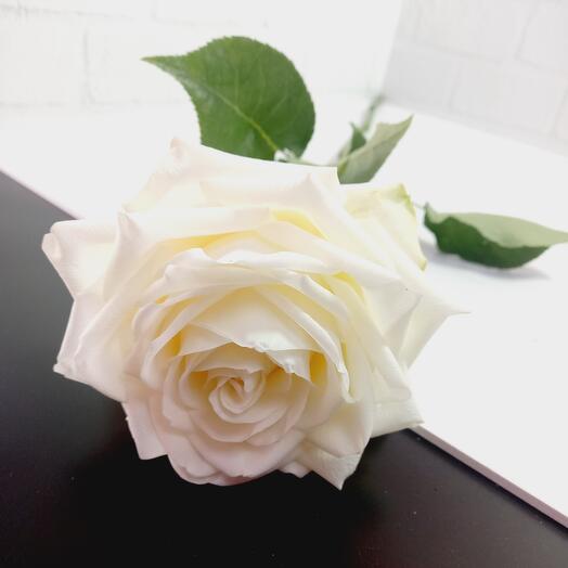 White rose "Candelight"