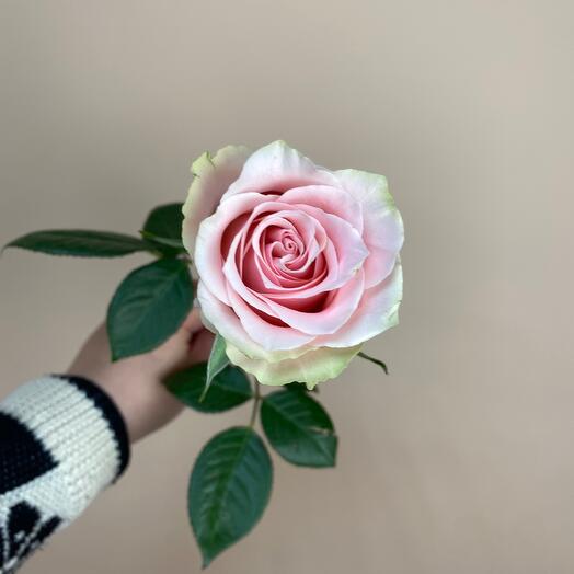 Pink Rose Ecuador 60 cm