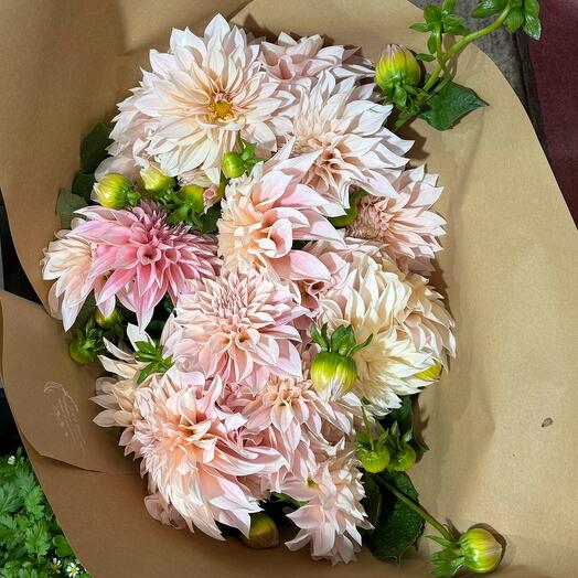 Dahlias queen 15 stems