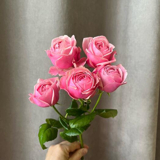 🩷Ягодная пионовидная кустовая Роза (Silva pink). Розовая роза Сильва Пинк. Пионовидные кустовые розы