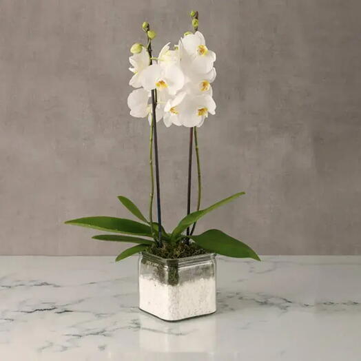 White Orchid Duo: Double Stem Phalaenopsis Orchid in Square Glass Vase