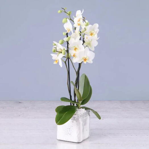 Two Stem White Orchid Plant in Square Vase | Phalaenopsis Orchid Plant