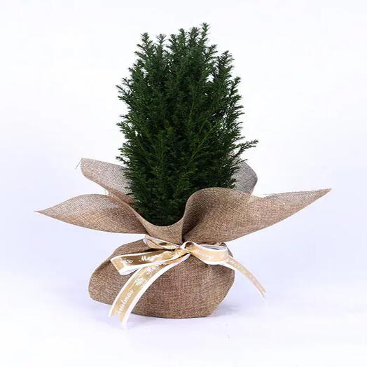 Mini Fresh Christmas Plant in Jute Wrapping