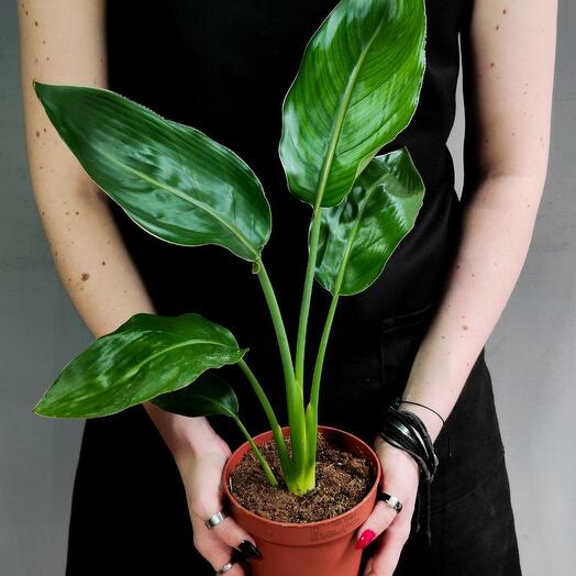 Стрелиция Регина (Strelitzia Reginea) D12см