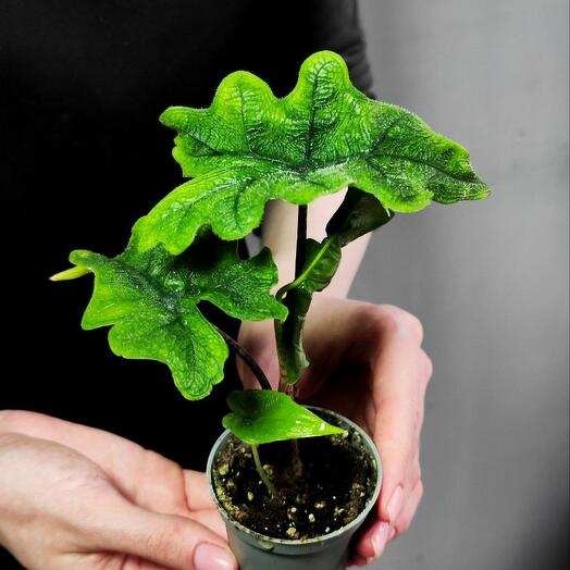Алоказия Жаклин (Alocasia Jacklynn) D6см