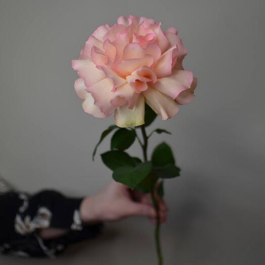 Ажурная розовая роза Эспиранса ( Эквадор )