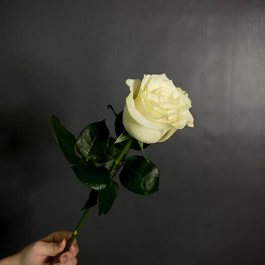 Rosa blanca Mondial