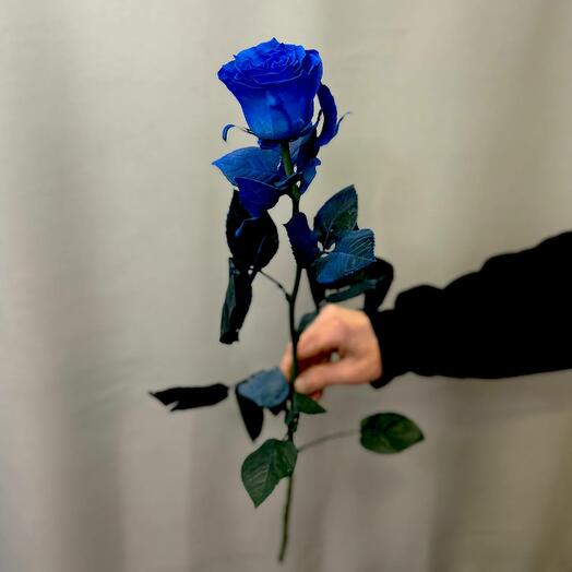 Rosa Azul
