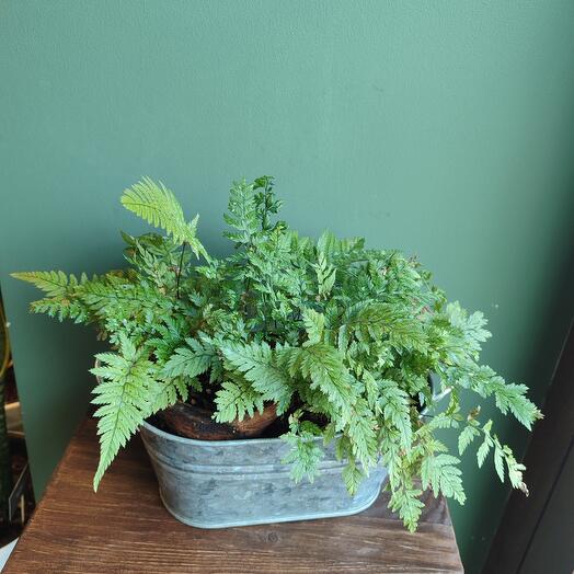 Нефролепис