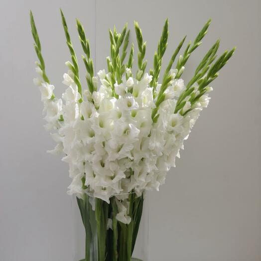 Gladioli 15 gladioli