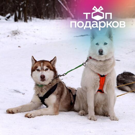 Подарочный сертификат Экскурсия к северным оленям и собакам, 2 взрослых в выходной день