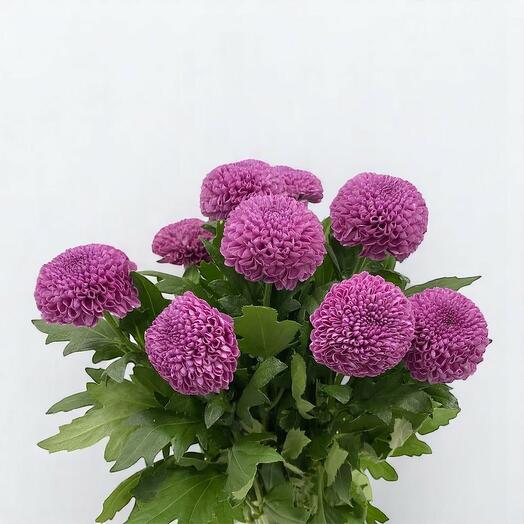 Chrysanthemum Pingpong Purple 10 stems– Single Stem | Ball-Shaped Pompon Chrysanthemum