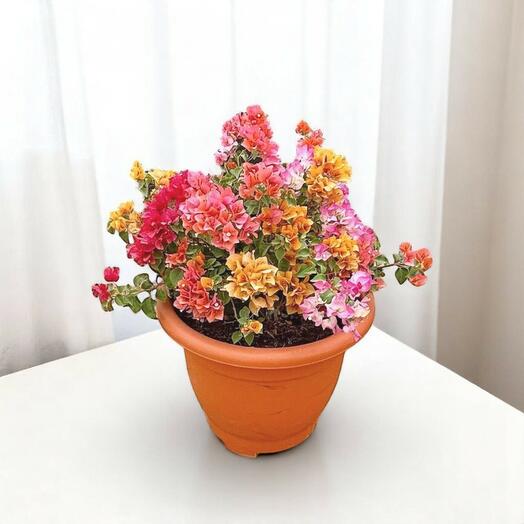 Bougainvillea Mix Colour