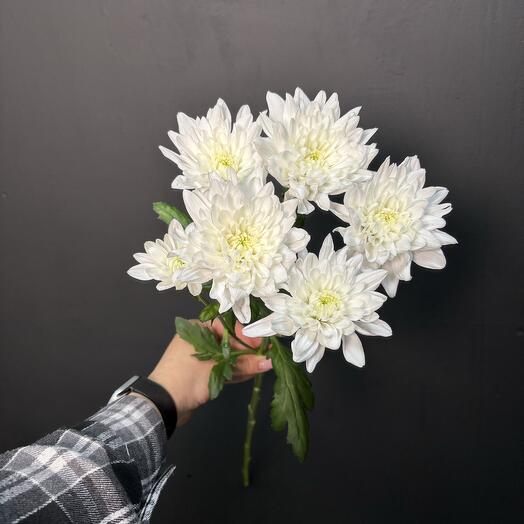 Хризантема кустовая белая Голландия