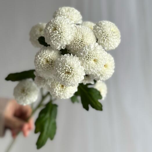 Хризантема кустовая Ньютон