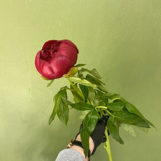 «Пион Бардо»