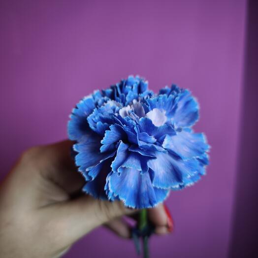 Диантус синий💙