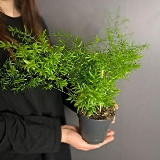 Аспарагус Сетациус