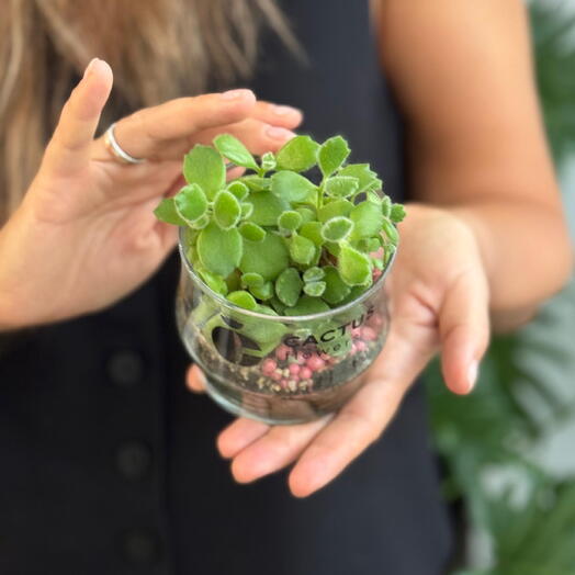 Флорариум с суккулентами