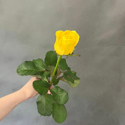Роза желтая Пенни Лейн